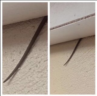 Spotted this sticking out from my ceiling — what is it? See it in the comments