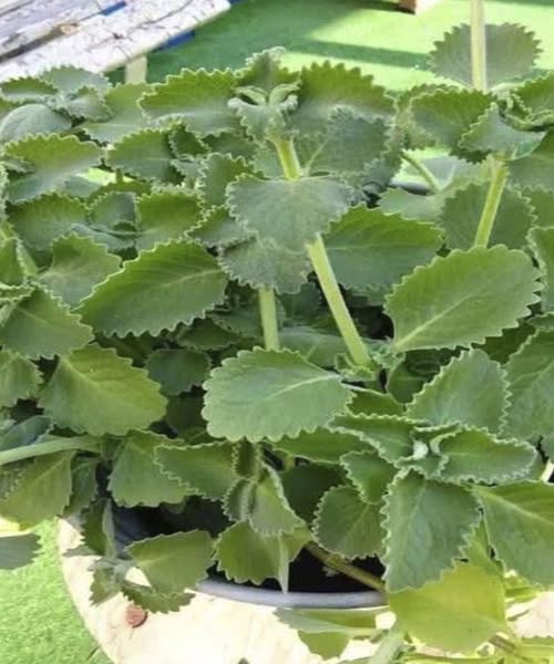 Doctors reveal that eating oregano causes …