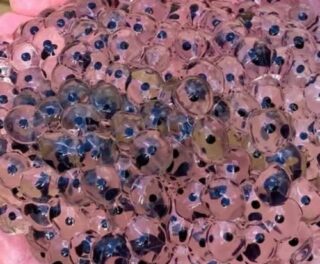 The Hidden World Within Frog Eggs: A Deep Look Into Nature’s Most Delicate Life Cycle