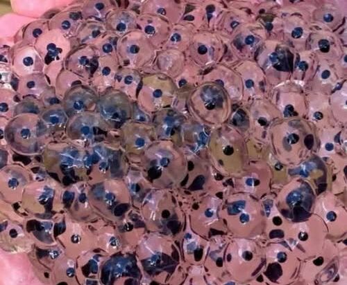 The Hidden World Within Frog Eggs: A Deep Look Into Nature’s Most Delicate Life Cycle