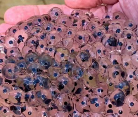 The Hidden World Within Frog Eggs: A Deep Look Into Nature’s Most Delicate Life Cycle