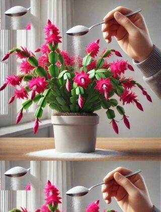 Just 1 teaspoon is enough to make any plant beautiful, fruitful, lush and healthy!