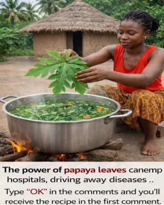 Papaya Leaves Tea: This Traditional Boil-and-Sip Method Might Offer Gentle Daily Support